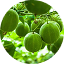 Monkfruit & Stevia Leaf Extract